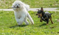dog-date-online.jpg 