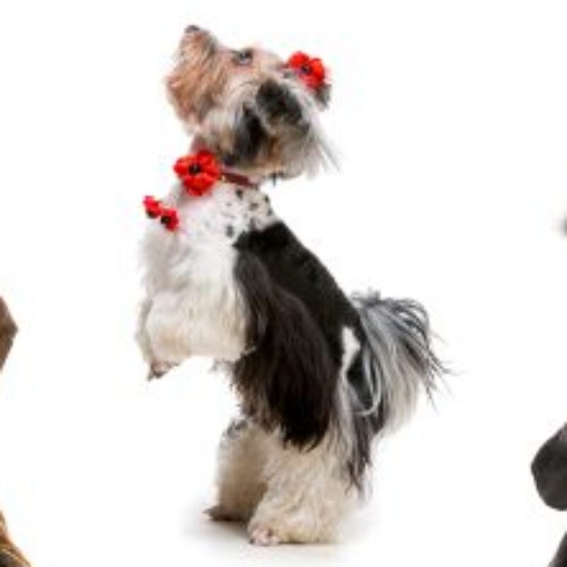 Profile picture of LadyNose