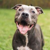 Group logo of Pit Bull
